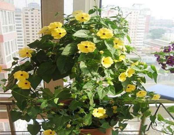 Black-Eyed Susan's Environment