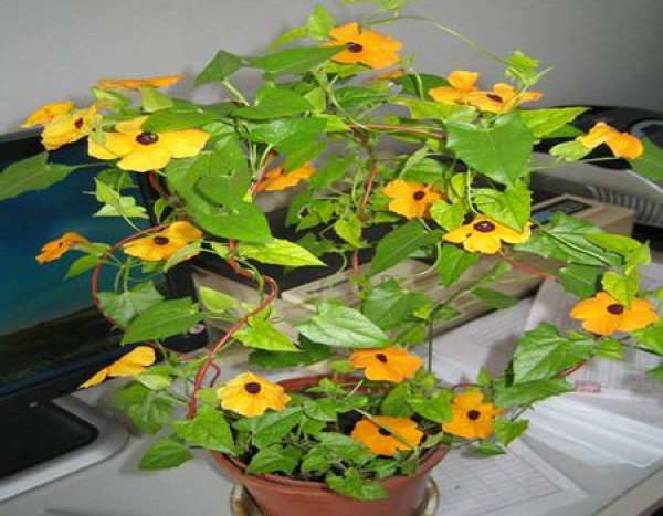 Black-eyed Susan's moisture.