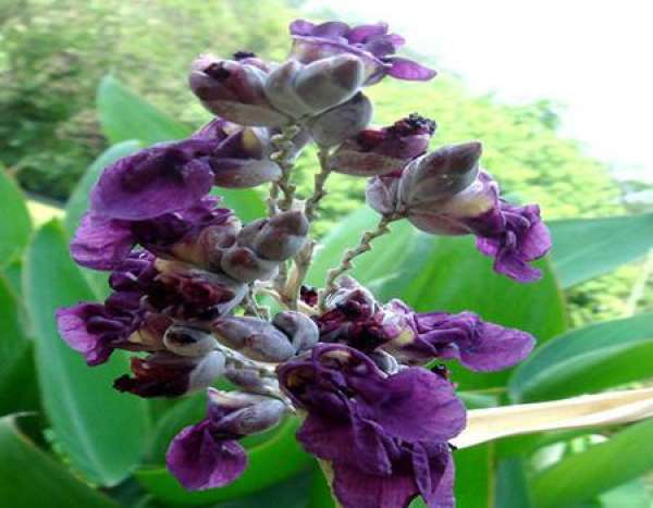 Seeding method of Thalia dealbata