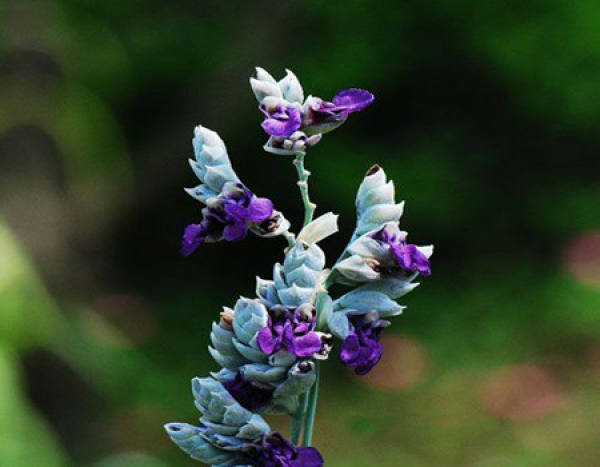 The Ornamental Function of Thalia dealbata