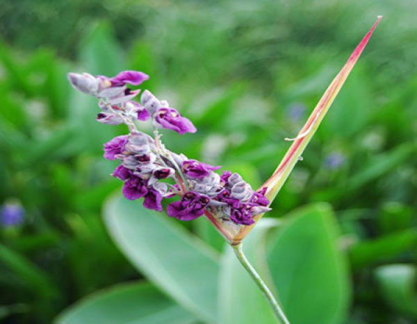 The difference of growth environment of Thalia dealbata