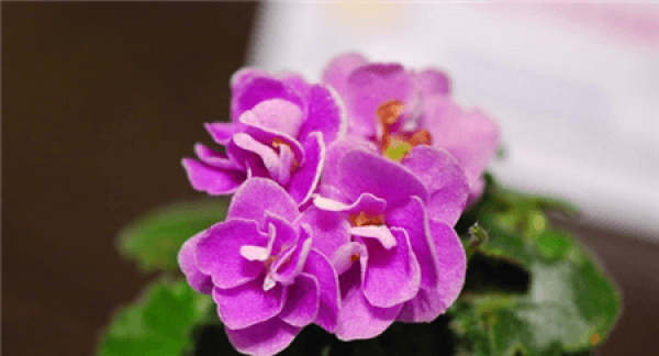 Rosette