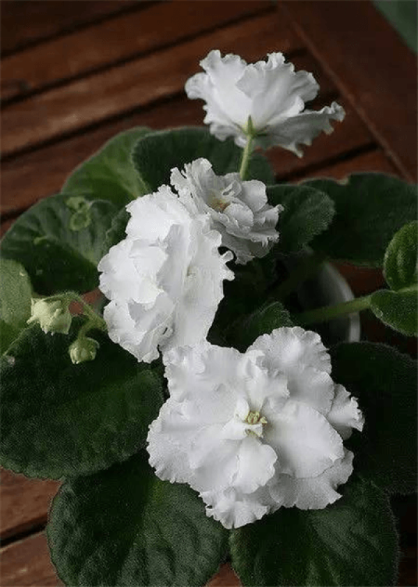Rosette