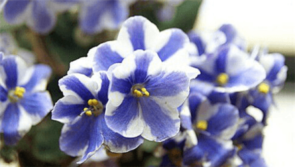 Rosette