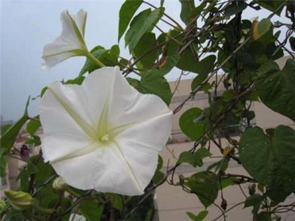 The Growth Habit of Moonflower
