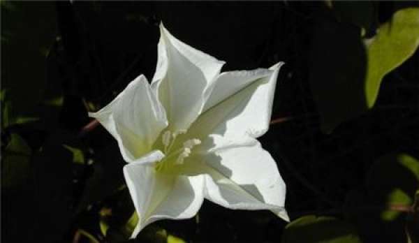 The Growth Habit of Moonflower