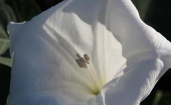 Matters needing attention in cultivation of moonflower