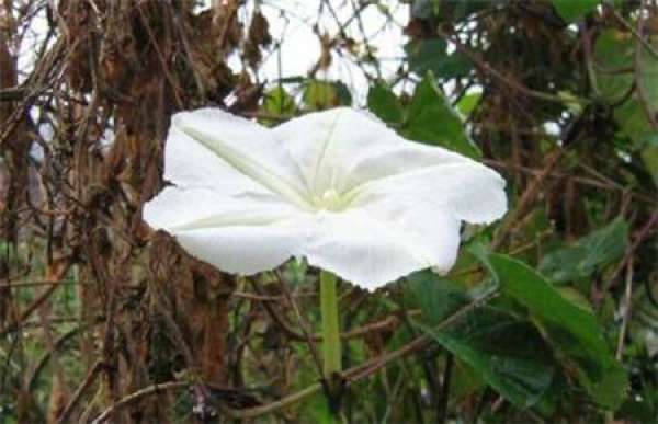 Propagation requirements of moonflower