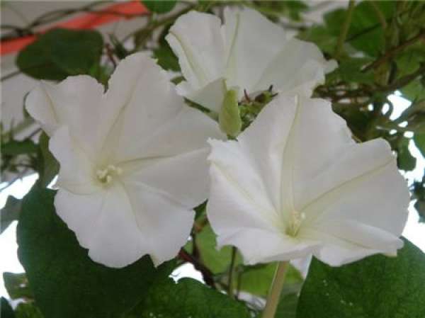 Propagation requirements of moonflower
