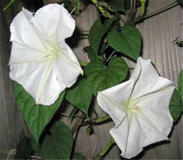 reproduction requirements of moonlight flower