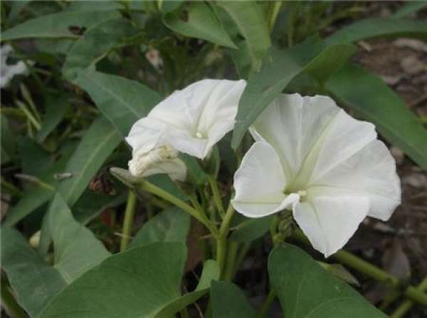 Moonflower seeding process