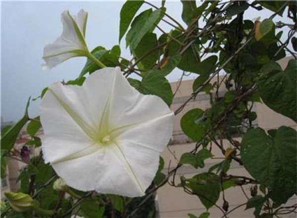 Moonflower, everlasting love