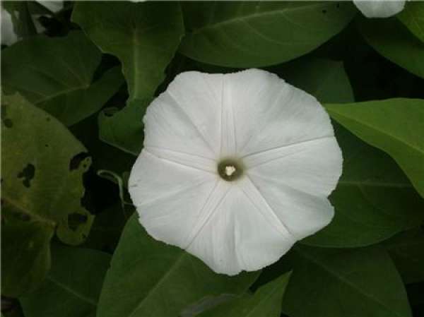 Moonflower, everlasting love