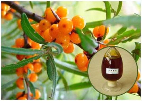 Seabuckthorn juice Seabuckthorn juice