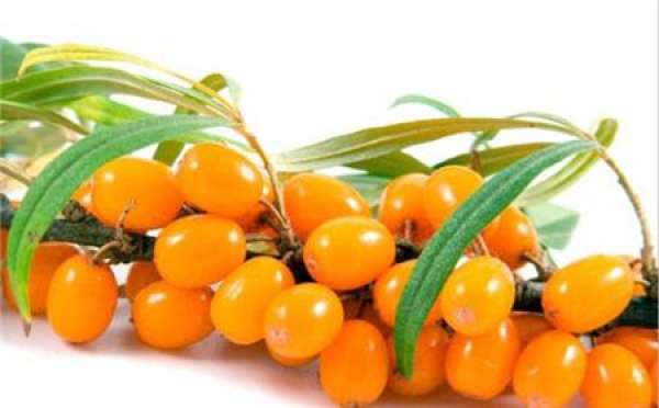 Hippophae taboo Hippophae taboo
