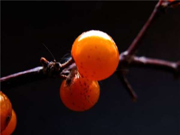 pruning of young Seabuckthorn trees