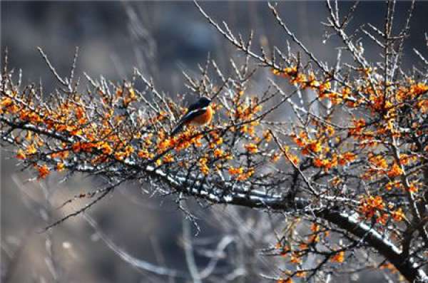 Pruning of mature seabuckthorn tree