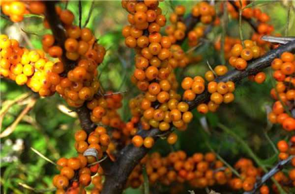 Cuttage Propagation of Hippophae rhamnoides