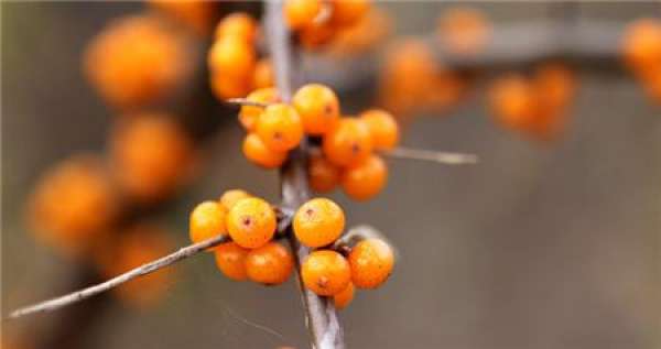 Cuttage Propagation of Hippophae rhamnoides