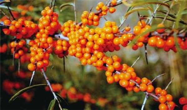 Grafting Propagation of Hippophae rhamnoides