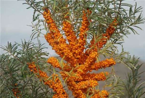 Classification of Seabuckthorn Cuttings