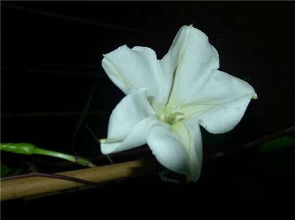 The Ornamental Value of Moonflower