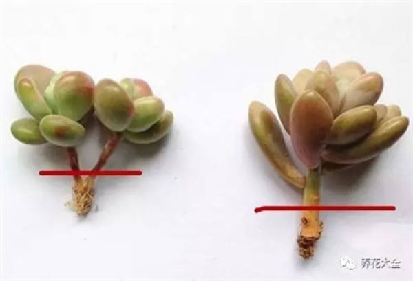 Fleshy stem