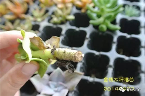 Fleshy stem