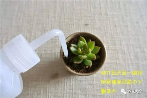 Fleshy stem