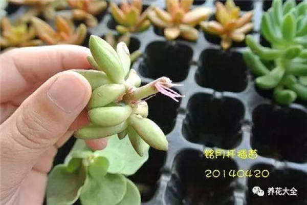 Fleshy stem