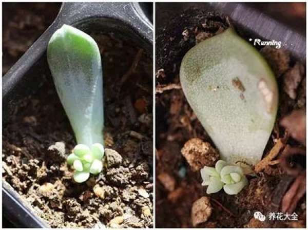 Fleshy stem