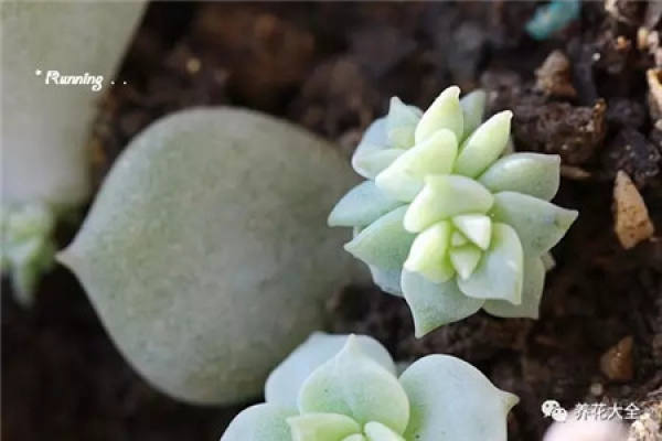 Fleshy stem