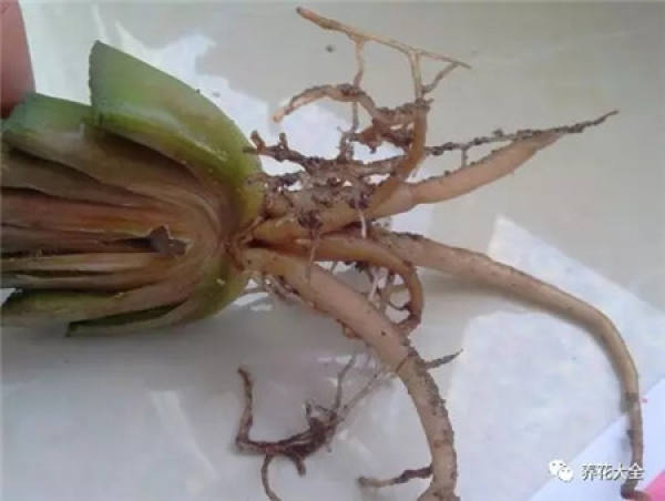 Fleshy stem