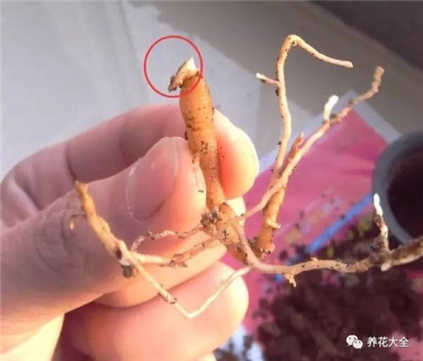 Fleshy stem