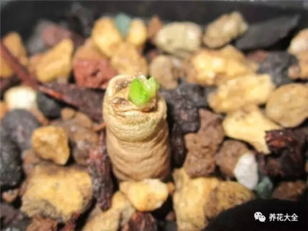 Fleshy stem