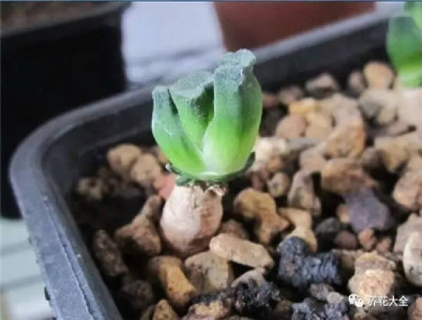 Fleshy stem