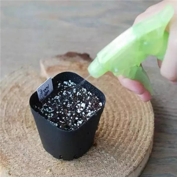 succulent stem