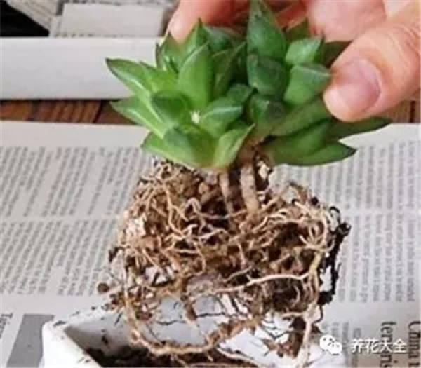 succulent stem
