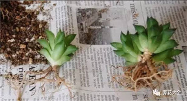 succulent stem