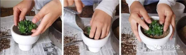 succulent stem
