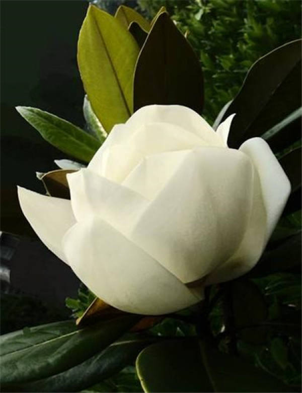 Magnolia grandiflora culture method