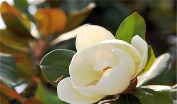 Magnolia grandiflora culture method