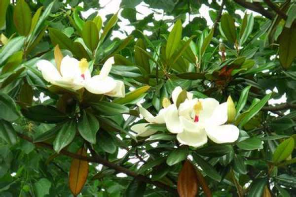 Precautions for cultivation of Magnolia grandiflora