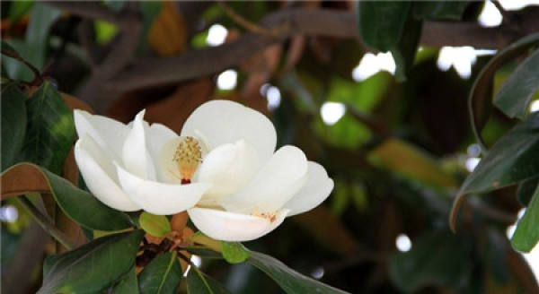 Preparation of Magnolia grandiflora before Grafting