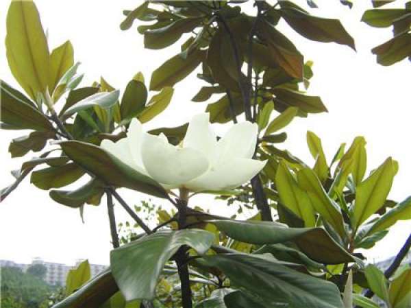 preparation before grafting of Magnolia grandiflora
