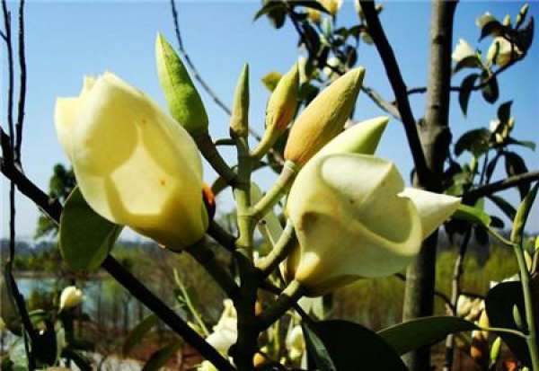 Management of Grafted Magnolia grandiflora