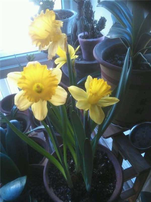Narcissus
