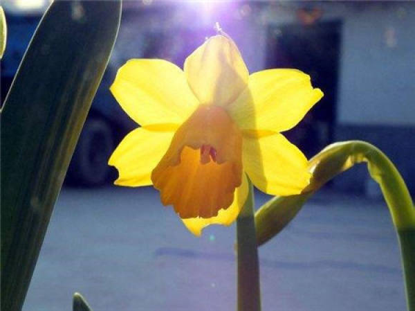 Narcissus