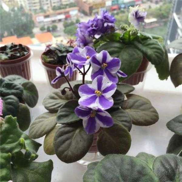 African violet