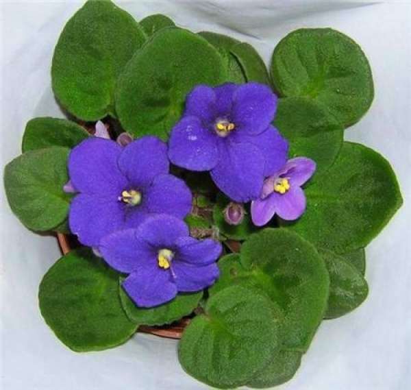 African violet